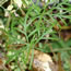 Coreopsis verticillata Golden Showers